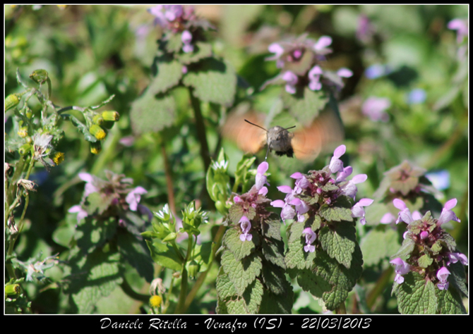 Macroglossum stellatarum???